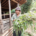 Kampung Pitu: Warisan Tujuh Keluarga di Puncak Gunung Purba Nglanggeran