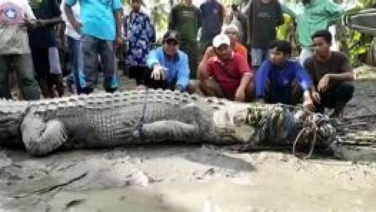 Buaya Sering Muncul Saat Banjir Melanda Sangatta Selatan Kutai Timur
