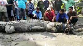 Buaya Sering Muncul Saat Banjir Melanda Sangatta Selatan Kutai Timur