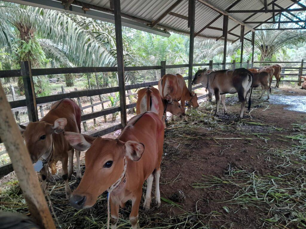 Pemda Kutim Genjot Program Sikomandan, Targetkan 100 Pedet Lahir hingga 2026