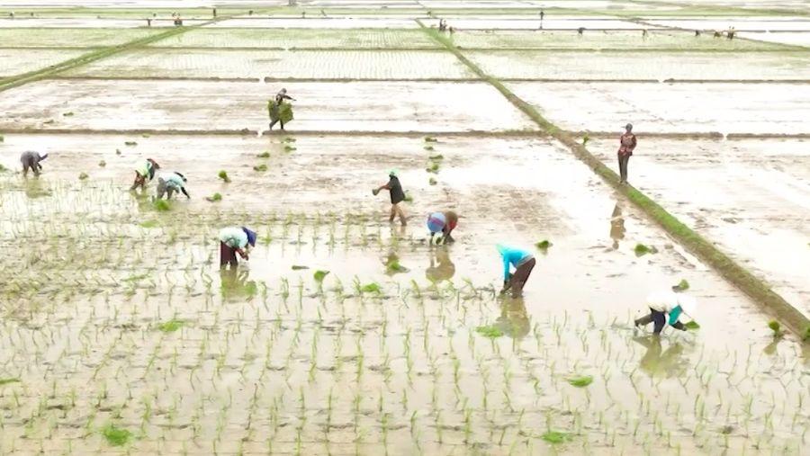 Menko Zulhas Yakin RI Mampu Swasembada Pangan Jika...