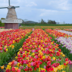 Tulip Belanda: Dari Bunga Asia Tengah hingga Industri Florikultura Bernilai Miliaran Euro